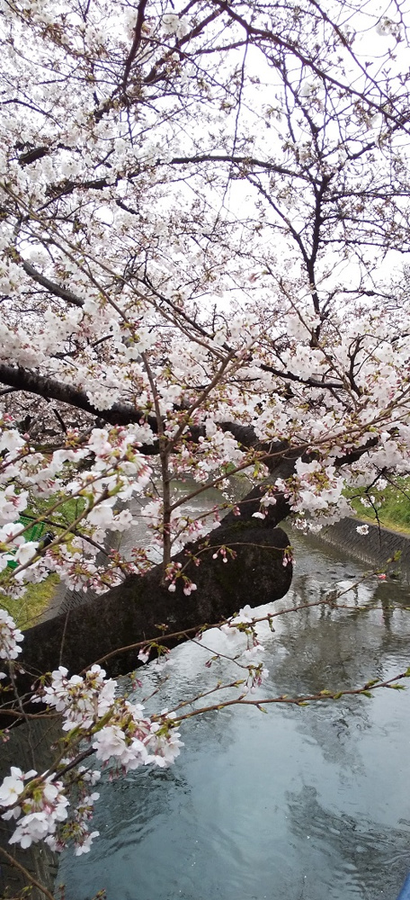 桜咲く～♪の画像