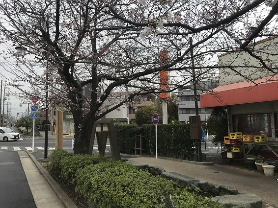 ド根性 桜！の画像