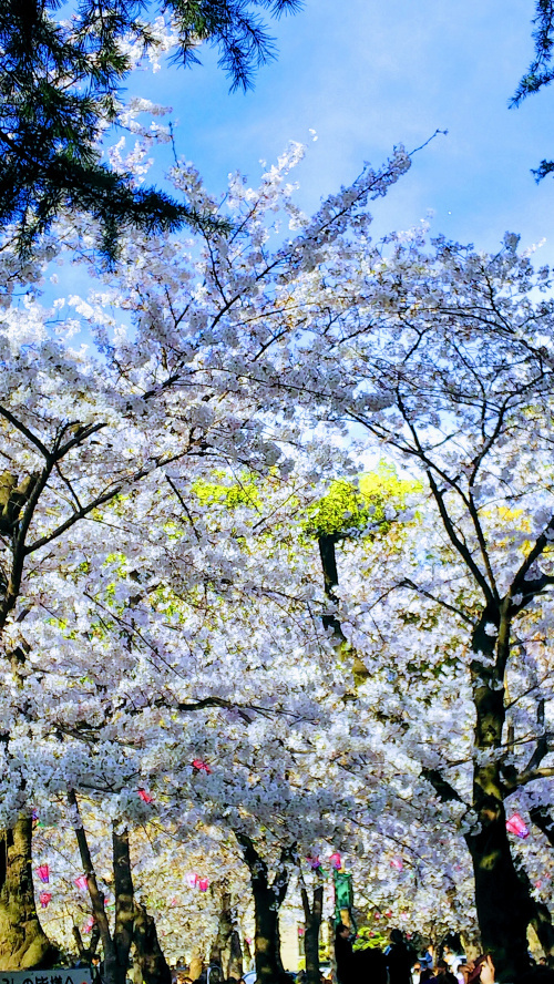 4月です！の画像