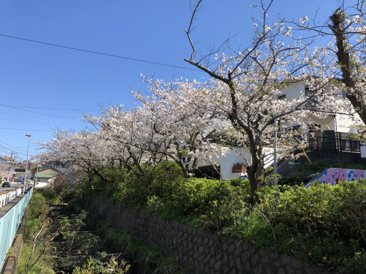 さくらの画像