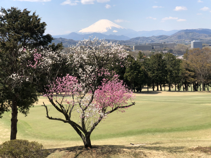 ★お花見ゴルフ★の画像