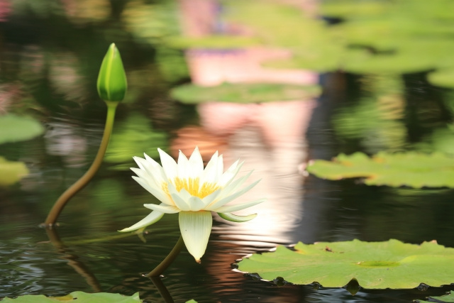 ファミリーでおでかけ！町田市の花や遊具も楽しめる公園を紹介！の画像