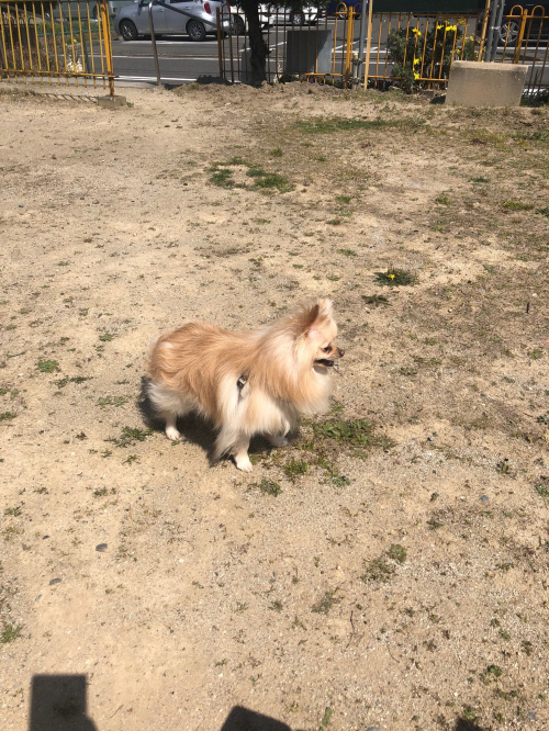散歩の癖の画像