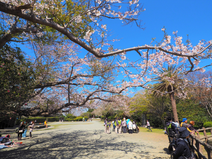 海と桜（2019.4.7）の画像