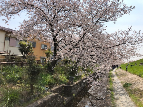 高槻市庄所町新築現場近くの桜並木の画像