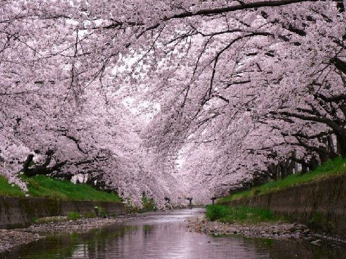 桜が見たい…の画像