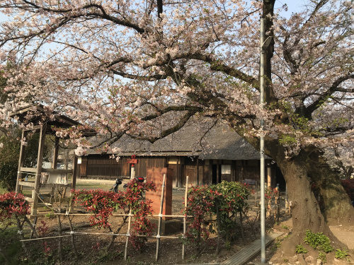 茅ヶ崎市の浄見寺（大岡越前守）の桜の画像