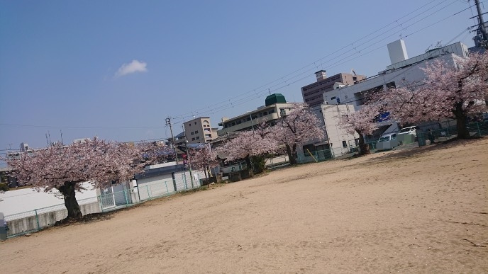 おすすめ物件の近くでお花見♪の画像