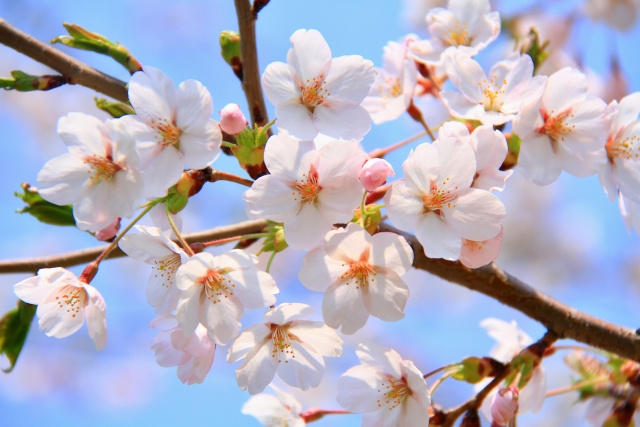 桜とバラが見事！市川市の里見公園へ遊びに行こうの画像