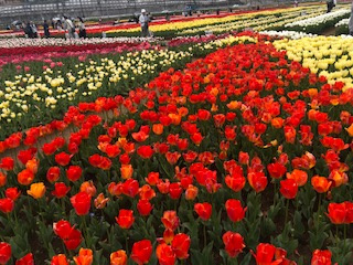 チューリップ畑(^O^)の画像