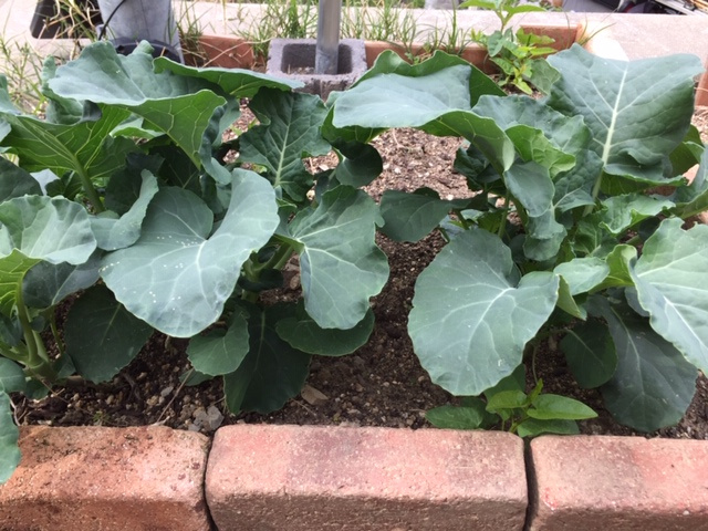 ブロッコリーが大きくなってきたの画像