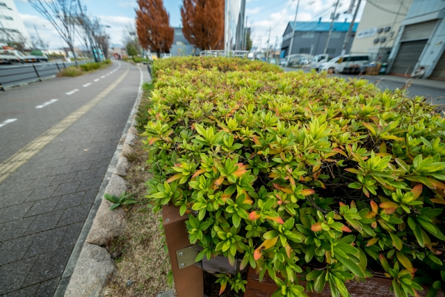 ふじみ野市で交付が受けられる「生け垣設置奨励金」とは？   の画像