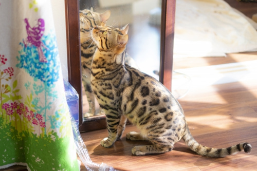 ペット可賃貸物件に住む際に知っておきたい注意点まとめの画像