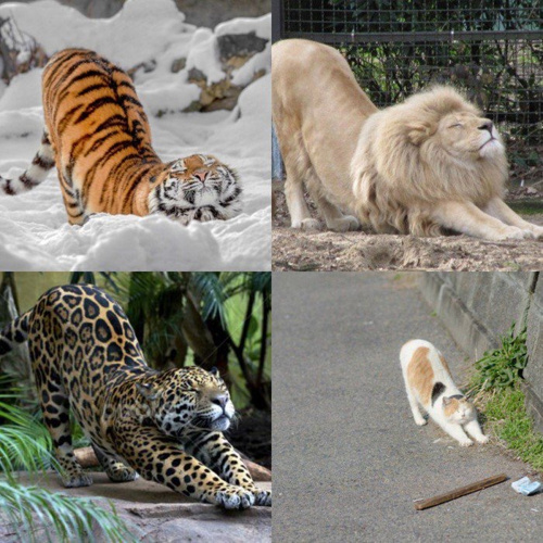 暑サニ負ケズの画像