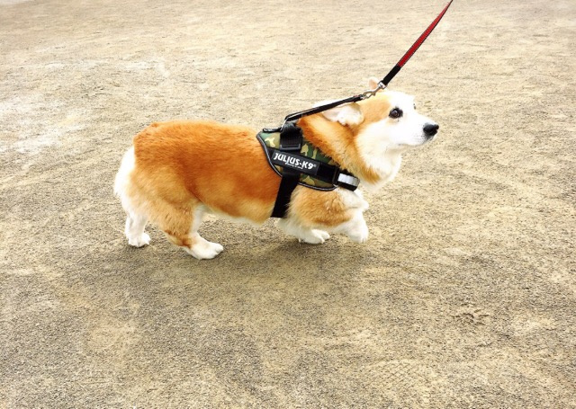 ☆我が家の愛犬☆の画像