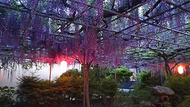 碧南市の観光地　広藤園の画像