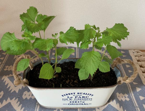 家庭菜園の画像