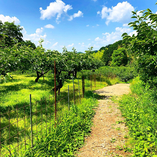 奈良盆地 ６月 水無月 山の辺の道ウォーキング 南ルート 北ルート 探索の旅 奈良風景 Nara Fuukei 奈良賃貸のマサキ