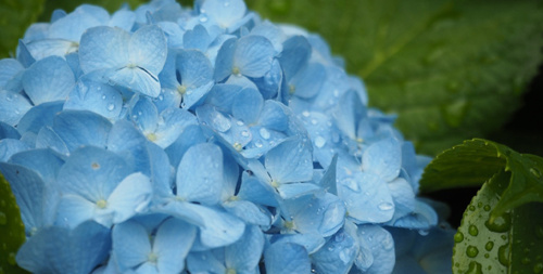 梅雨入りの画像