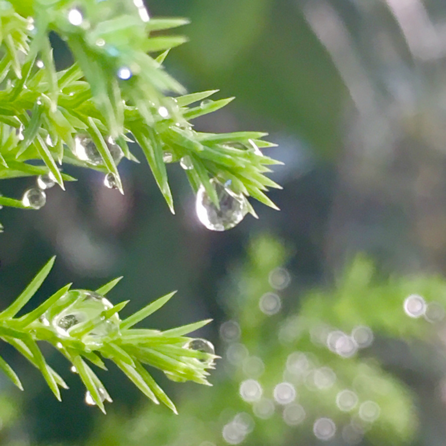 軽井沢の梅雨ってどんなんなん？の画像