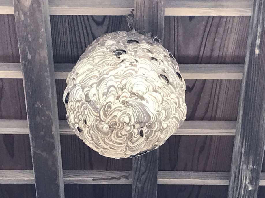 やっかいなコイツらの画像