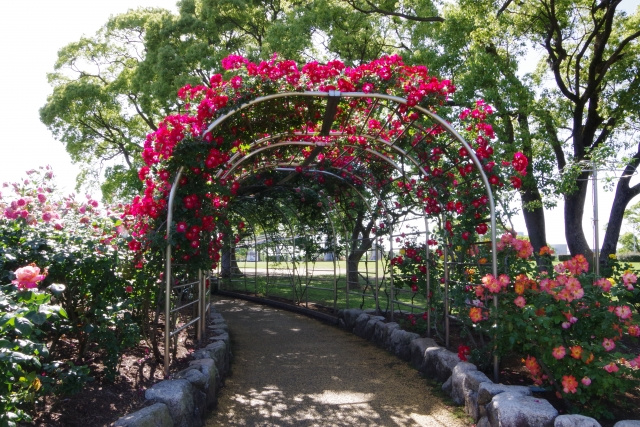 日本一のバラのトンネルが有名な川島町「平成の森公園」を紹介の画像