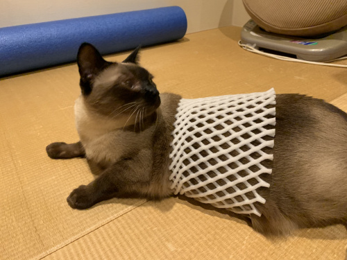 夏の参議院選挙に向けて。の画像