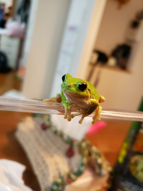 不動産に関係ない アマガエルの話 彡 東神奈川の不動産 タウンマッチホーム株式会社