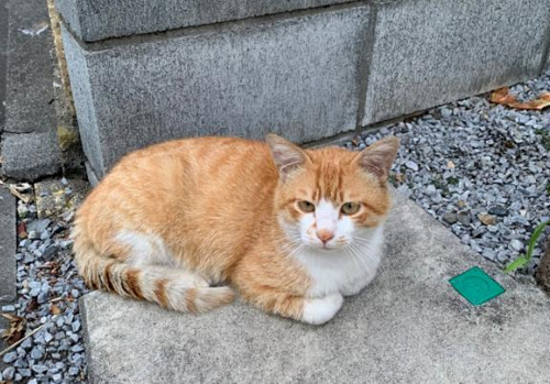 新しい家族？？の画像