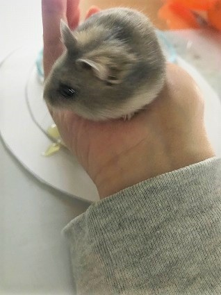 新入り参上‼の画像