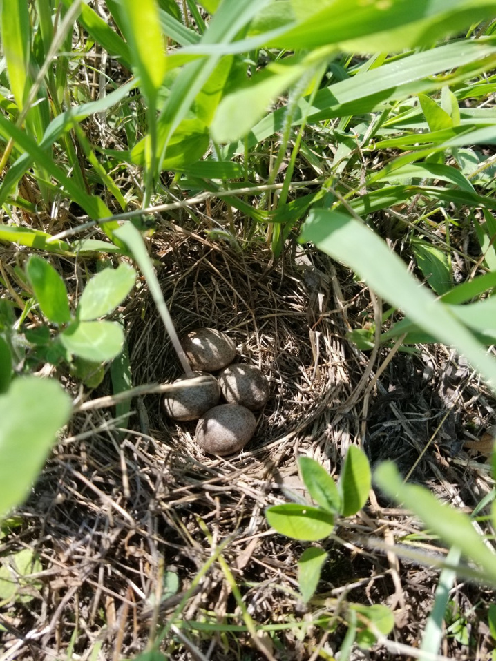 ６月２７日：足元注意！の画像