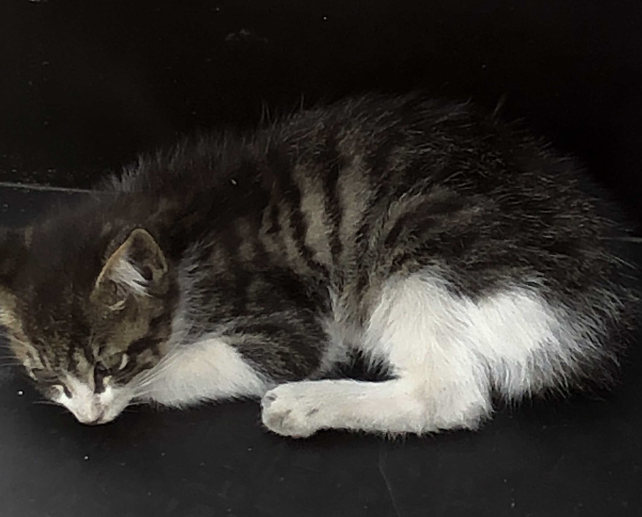 子猫ちゃん発見！の画像