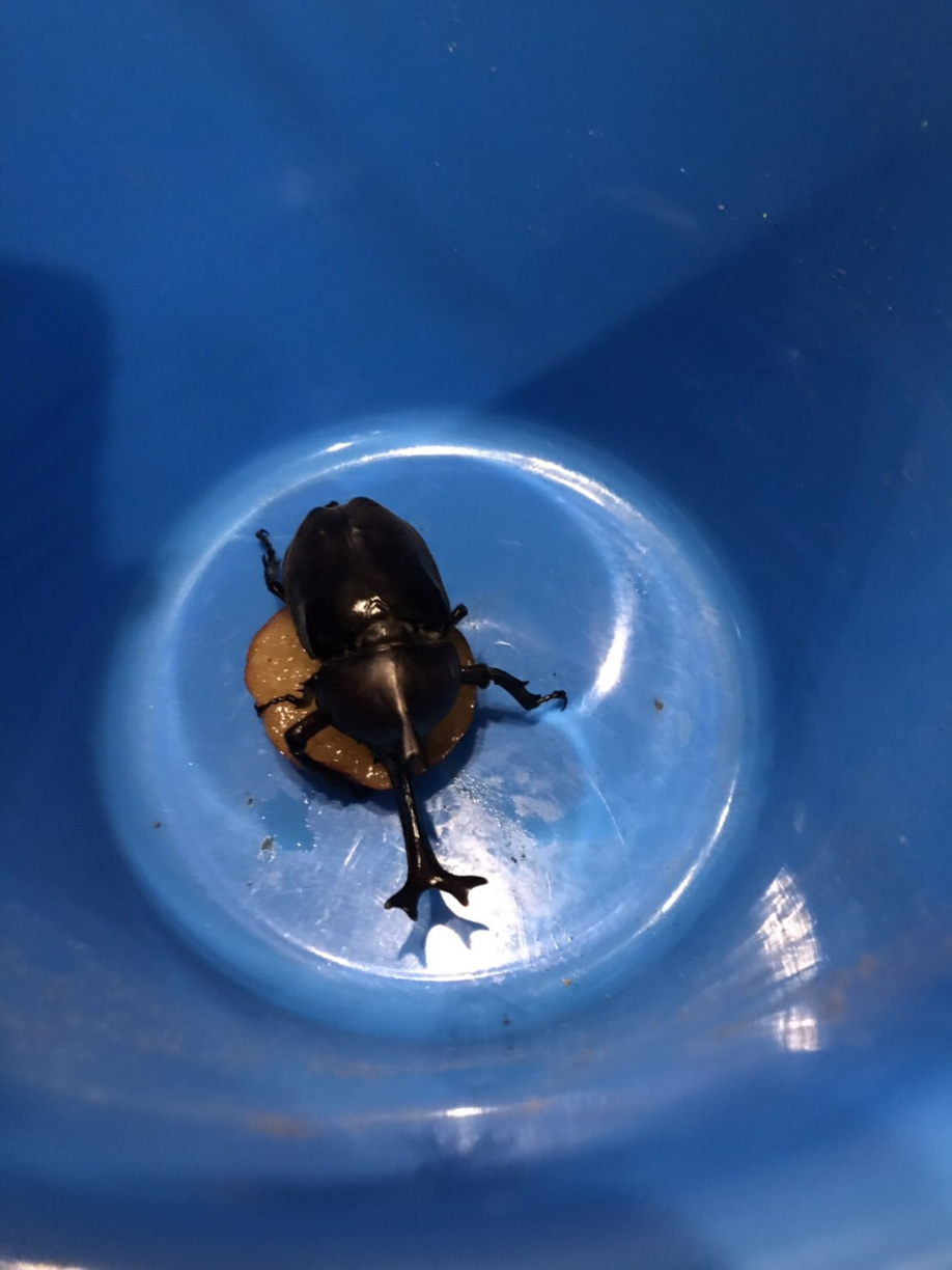 カブトムシ飼育、始めました♪の画像