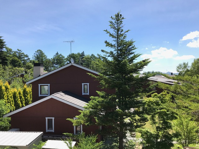 恋しいぞよ太陽さんの画像