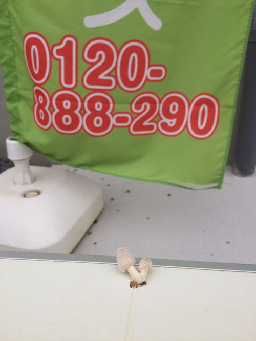 こんなことある？の画像