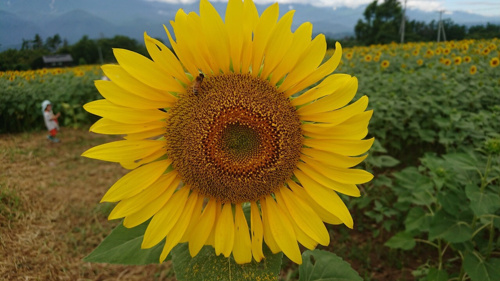 ひまわり畑！の画像