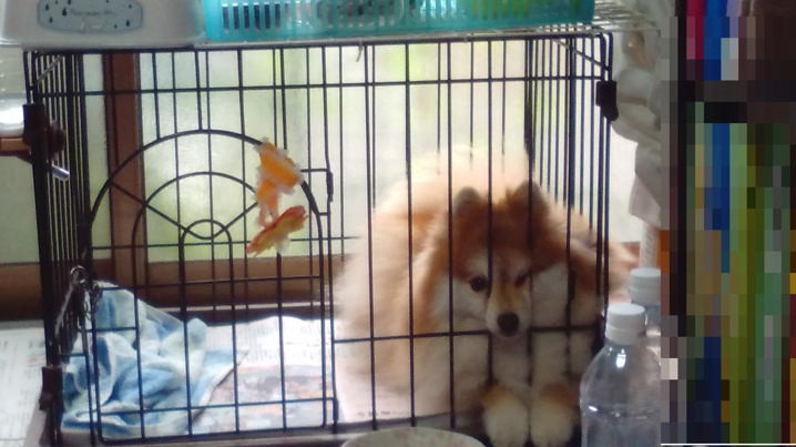 実家にて。。。の画像