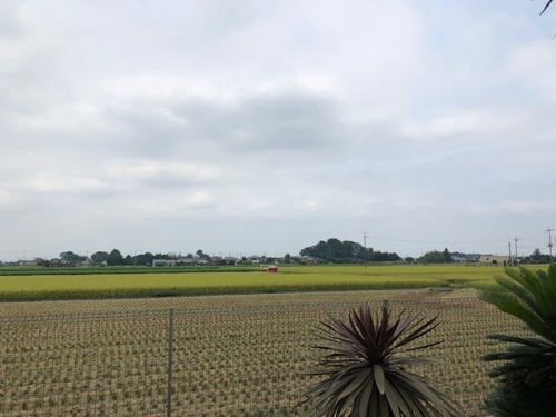 休日バーベキュー！！の画像