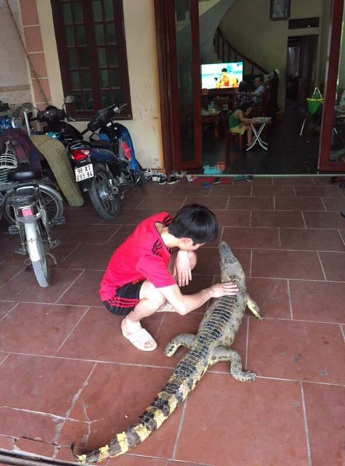 cá sấu !!! の画像
