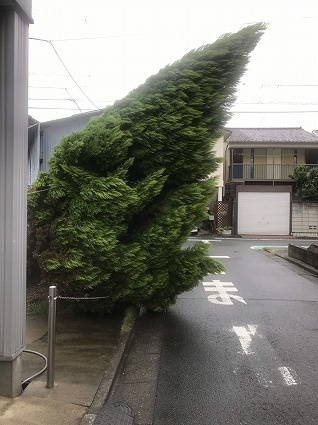 爪痕(>_<)の画像