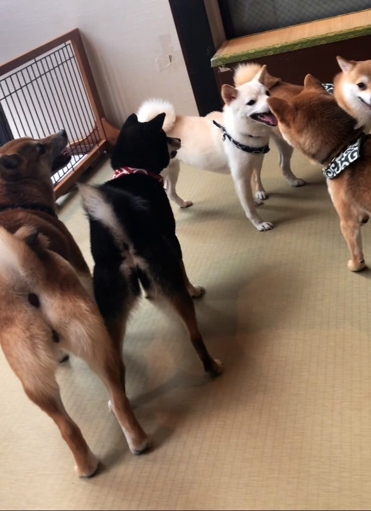 柴犬(≧▽≦)の画像