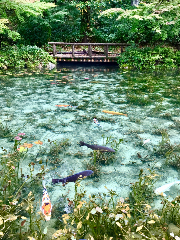 モネの池の画像