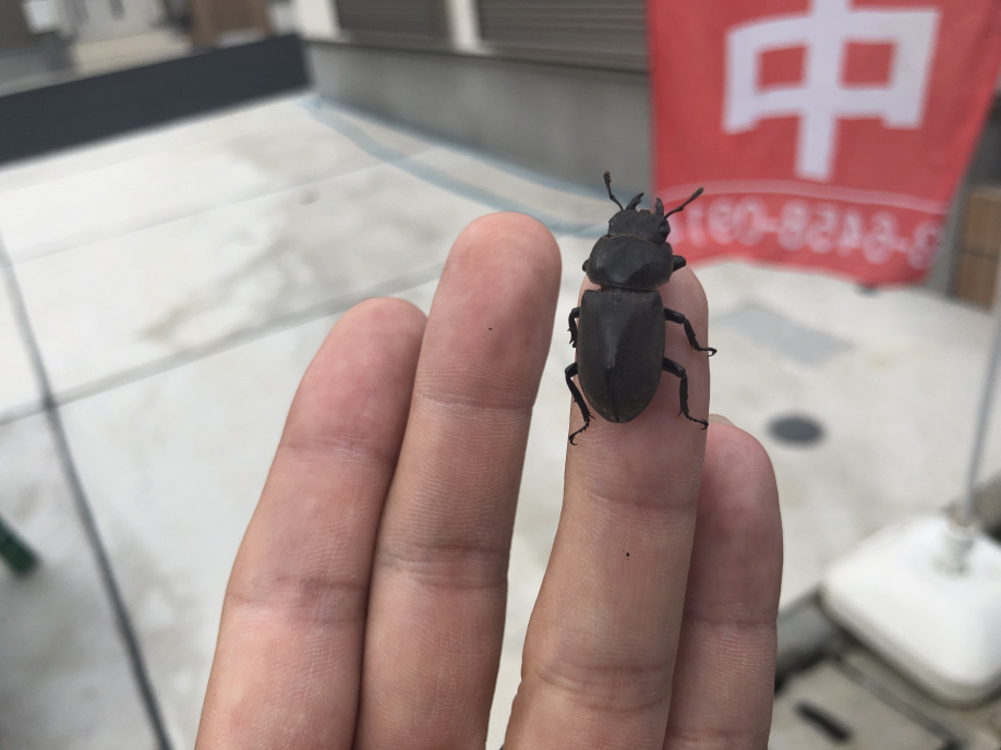 意外なお客様(*´з`)の画像