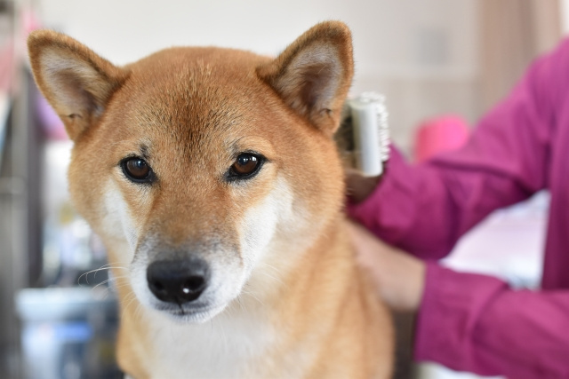 ペットのニオイの消臭はこれでバッチリ！悩みや対策についてご紹介の画像