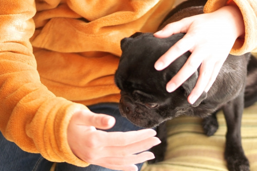 賃貸マンションでペットと暮らすには？犬猫の習性や一緒に暮らすための注意点とはの画像