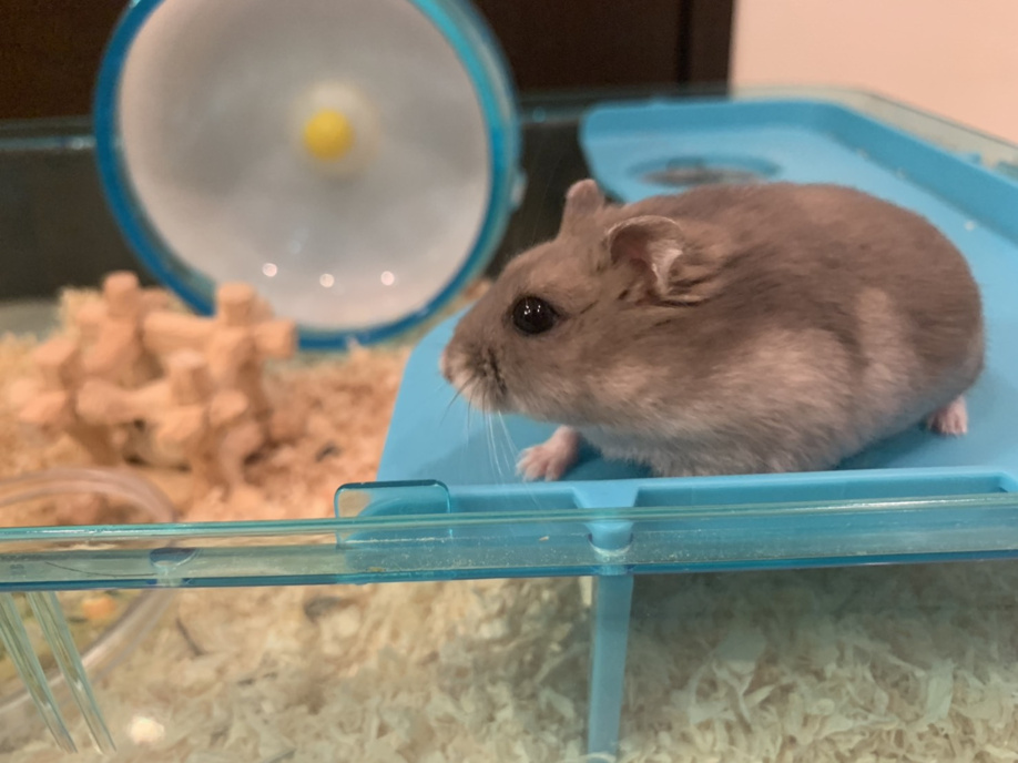 我が家のペット♪の画像