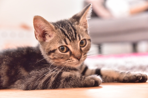 ペットと暮らせる賃貸探し！ペット共生型とペット可物件の違いとは？の画像