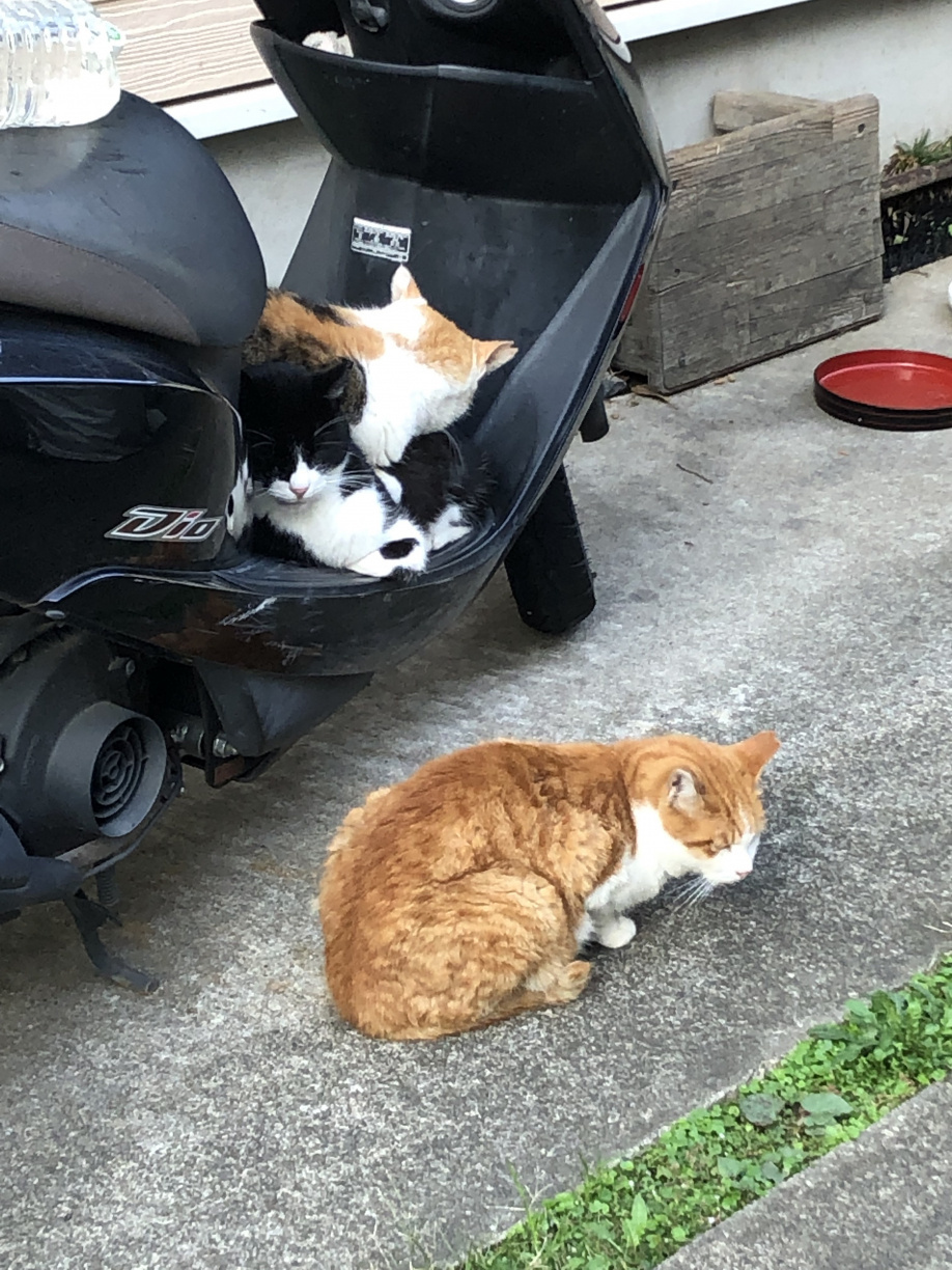 ほっこりの画像