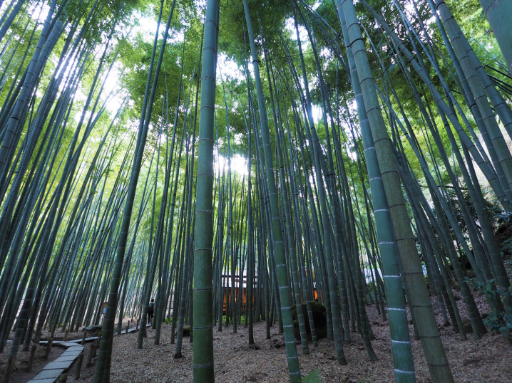竹の庭（2019.10.8）の画像