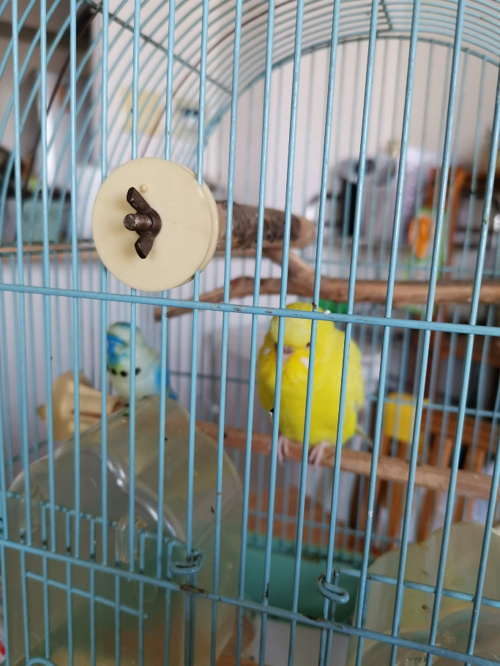 賃貸物件でペット飼育の配慮の画像